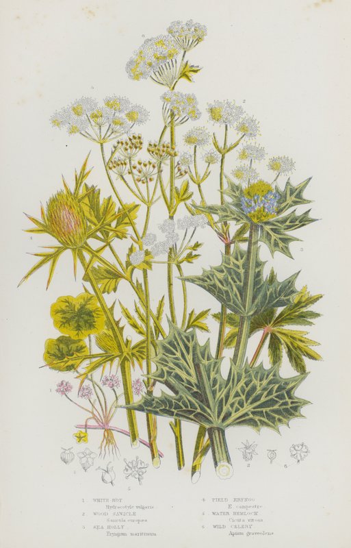Blommande växter i Storbritannien: Vitröta, Wood Sanicle, Sea Holly, Field Eryngo, Water Hemlock, Wild Selleri (färg litho) av English School