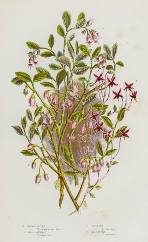 Blommande växter i Storbritannien: Whortleberry, Great Blueberry, Cowberry, Cranberry (färg litho) av English School
