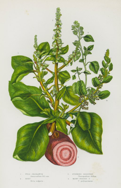 Blommande växter i Storbritannien: vild amaranth, betor, stinkande gåsfot, många fröade gåsfotar (färg litho) av English School