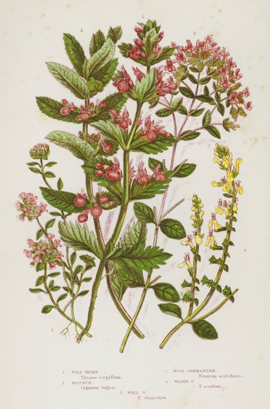 Blommande växter i Storbritannien: Wild timjan, Majorum, Wood Germander, Water Germander, Wall Germander (färg litho) av English School