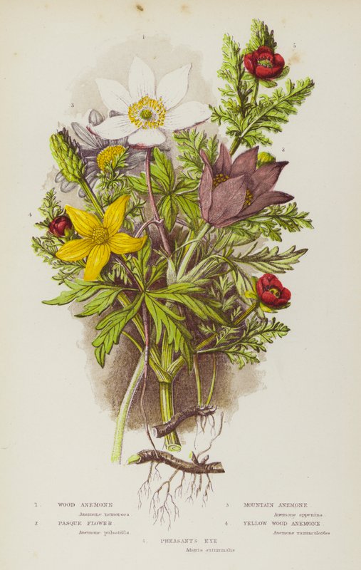 Blommande växter i Storbritannien: skogsanemon, pasqueblomma, bergsanemon, pasqueblomma, gul skogsanemon, fasansöga (färg litho) av English School