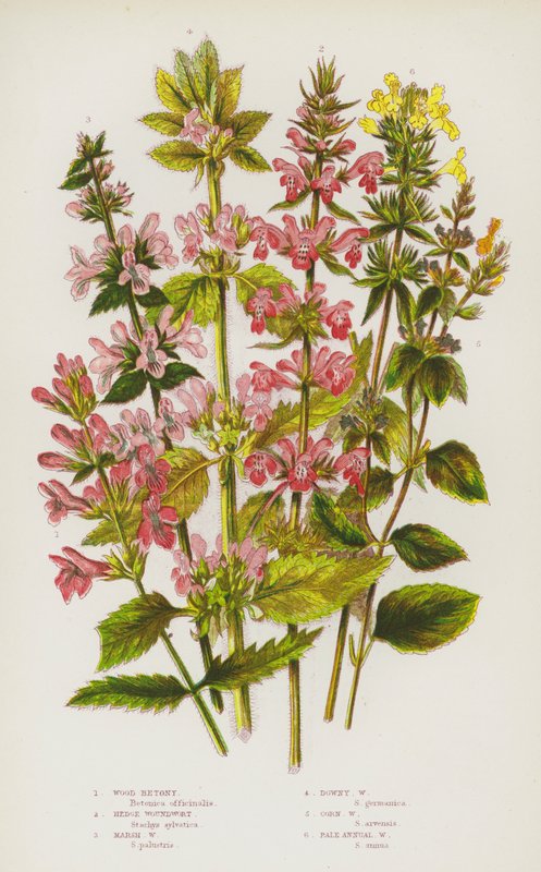 Blommande växter i Storbritannien: Wood Betony, Hedge Woundwort, Marsh Woundwort, Dunig Woundwort, Corn Woundwort, Pale Annual Woundwort (färg litho) av English School