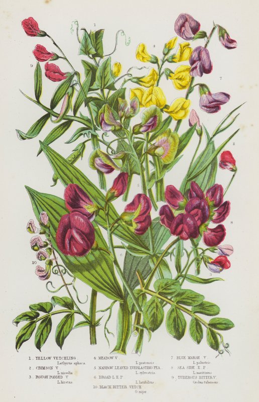 Blommande växter i Storbritannien: Gul vicker, Crimson Vicker, Rough Podded Vicker, Meadow Vicker, Smalbladig evig ärta, bredbladig evig ärta, svart bitter vicker, blå kärrvicker, havsnära evighetsärta, knölbitt av English School