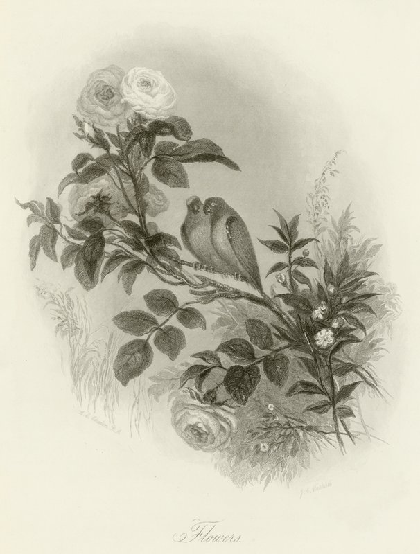 Blommor av English School