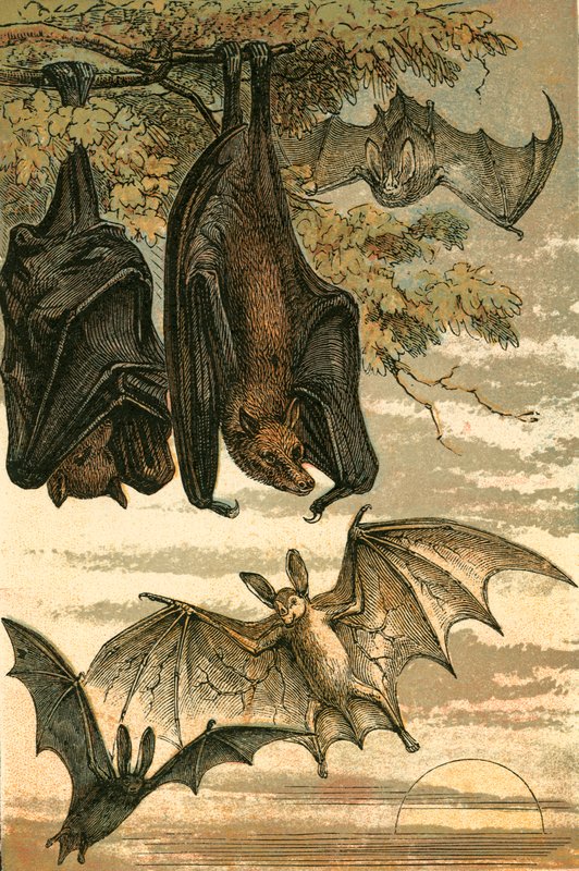 Flying Fox, Vampire Bat, Common Bat och Spectre Vampire av English School