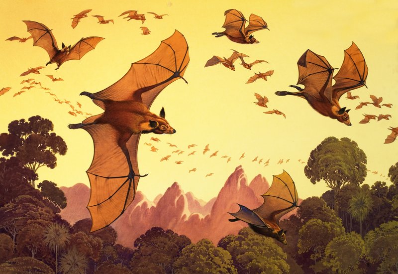 Flygande rävar (gouache på papper) av English School
