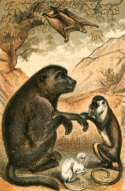 Flygande Lemur, Babian, Diana Monkey och Marmoset av English School