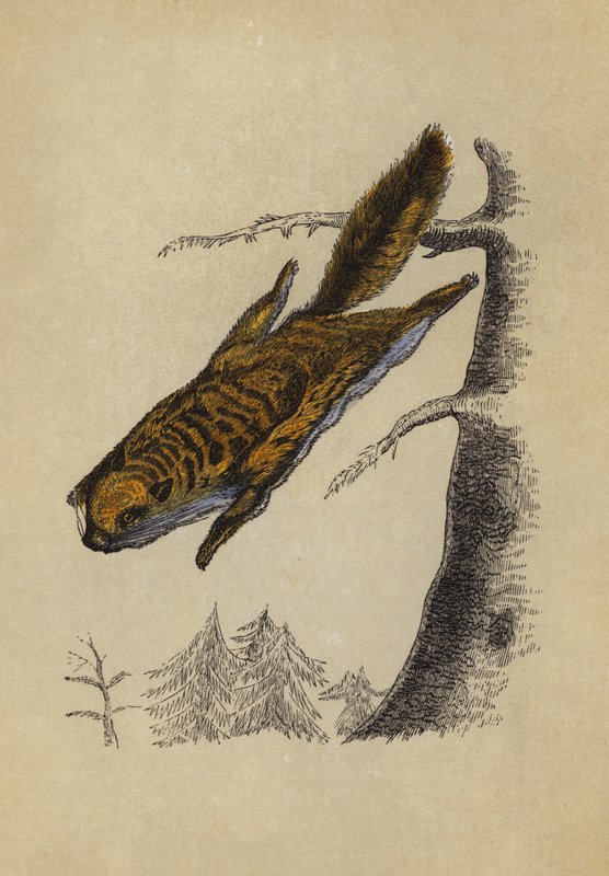 Flygekorre (färg litho) av English School