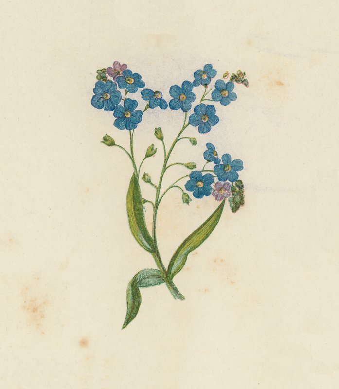 Förgätmigej, Myosotis Palustris (färg litho) av English School