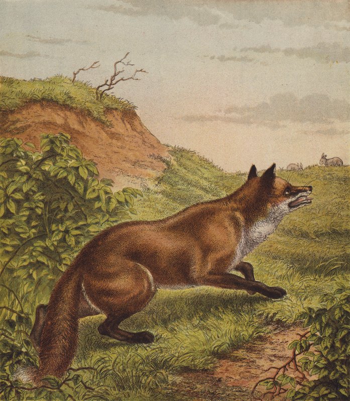 Fox (färg litho) av English School