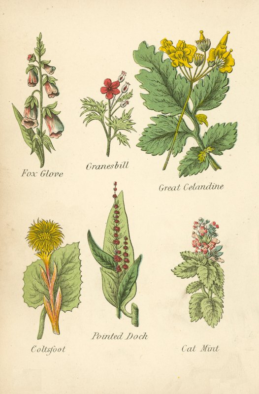 Fox Glove, Granesbill, Great Cetandine, Coltsfoot, Pointed Dock, Cat Mint (färglitografi) av English School