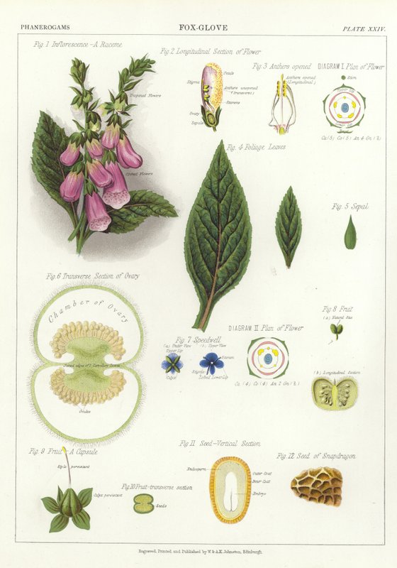 Foxglove av English School