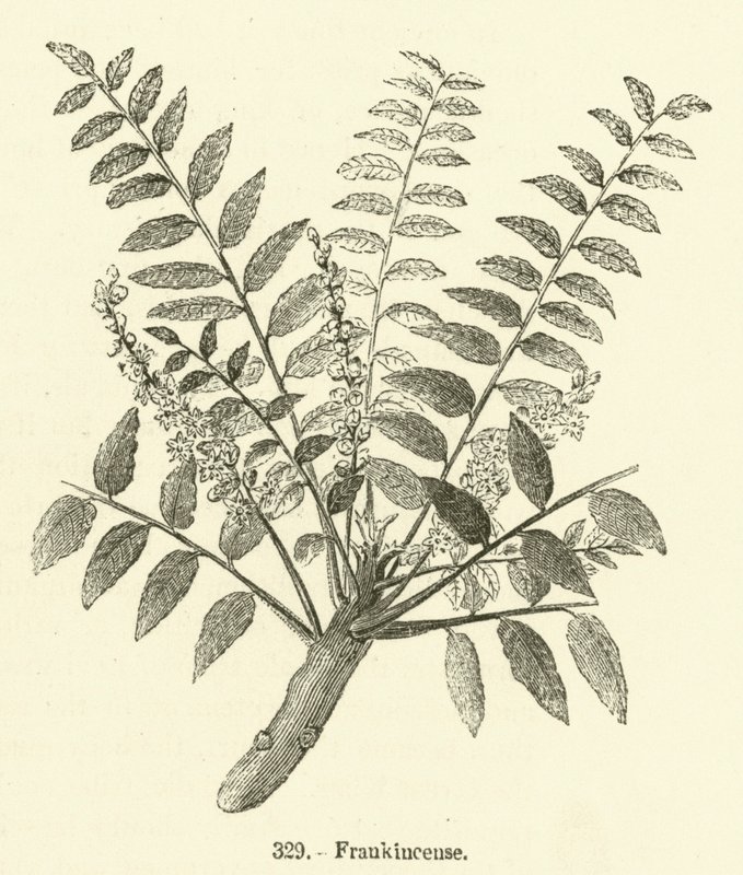 Frankincense (gravyr) av English School