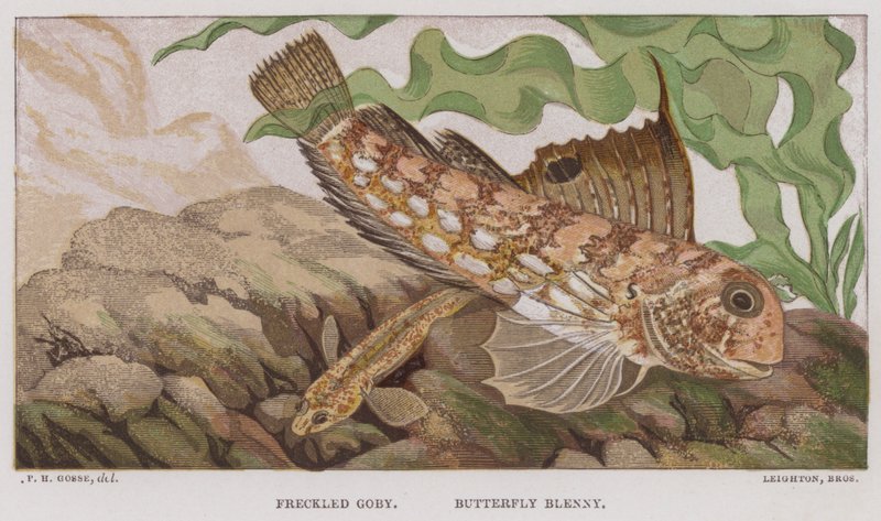 Freckled Goby, Butterfly Blenny (färglitografi) av English School