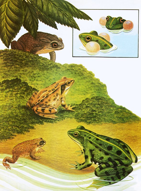 Grodor och paddor av English School