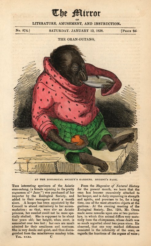 Framsidan av The Mirror från 13 januari 1838 som firar ankomsten av en Orangutang till Zoological Society