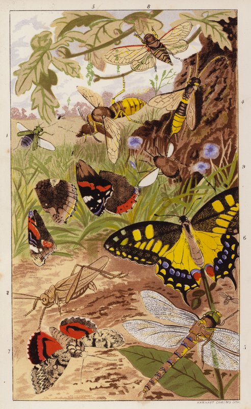 Frontispiece till Insects at Home av J G Wood (färglitografi) av English School