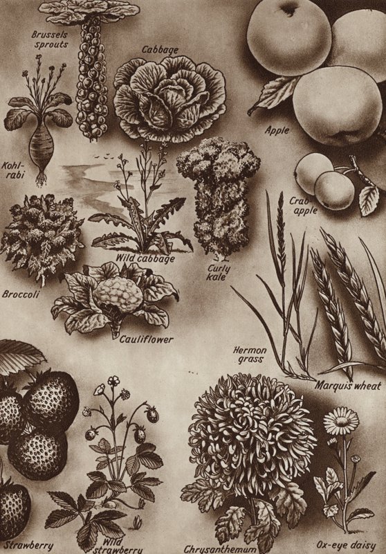 Frukter, grönsaker och blommor och de vilda sorter från vilka de odlades (litho) av English School