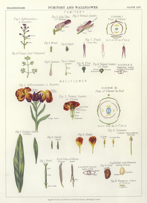 Fumitory och Wallflower av English School