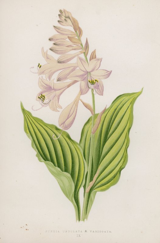 Funkia Undulata; B Variegata (färglitografi) av English School