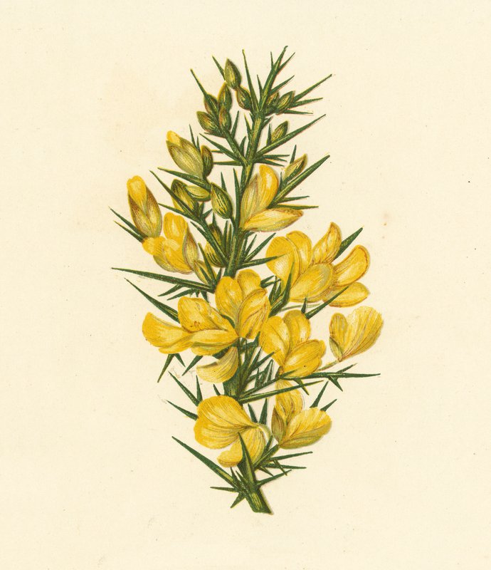 Furze, Ulex Europaeus (färglitografi) av English School