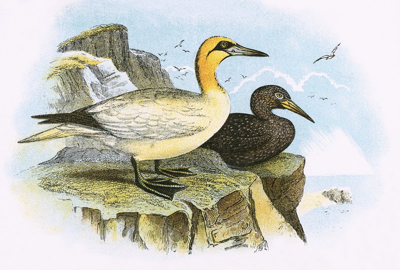 Gannet av English School