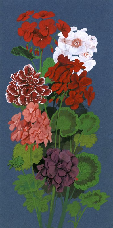 Pelargoner av English School