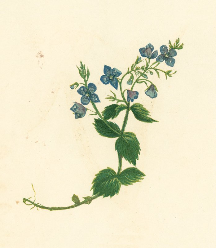 Germander Speedwell, Veronica Chamaedrys (färglitografi) av English School