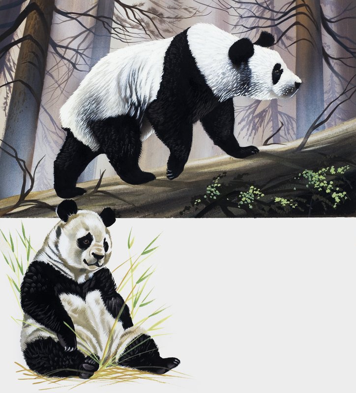 Jättepanda av English School