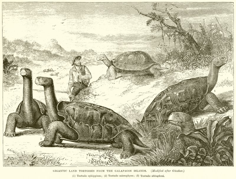 Gigantiska landsköldpaddor från Galapagosöarna av English School