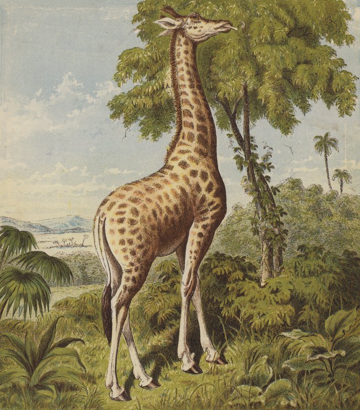 Giraff (färglitografi) av English School