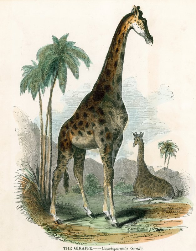 Giraff av English School