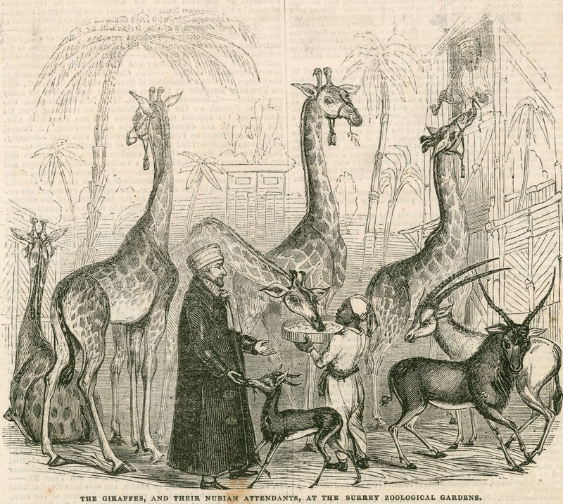 Giraffer och deras nubiska skötare vid Surrey Zoological Gardens, London av English School
