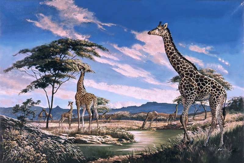 Giraffer i Afrika av English School
