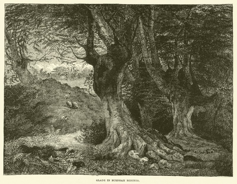 Gläntan i Burnham Beeches (gravyr) av English School