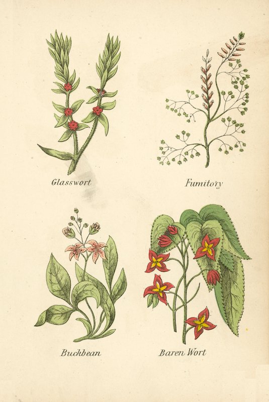 Glasört, fumitory, Buckbean, Baren Wort (färglitografi) av English School