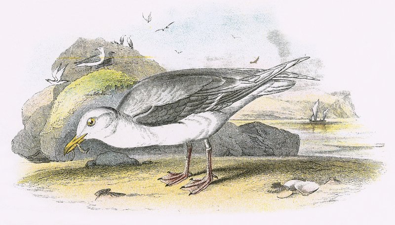 Glaucous Gullswed av English School