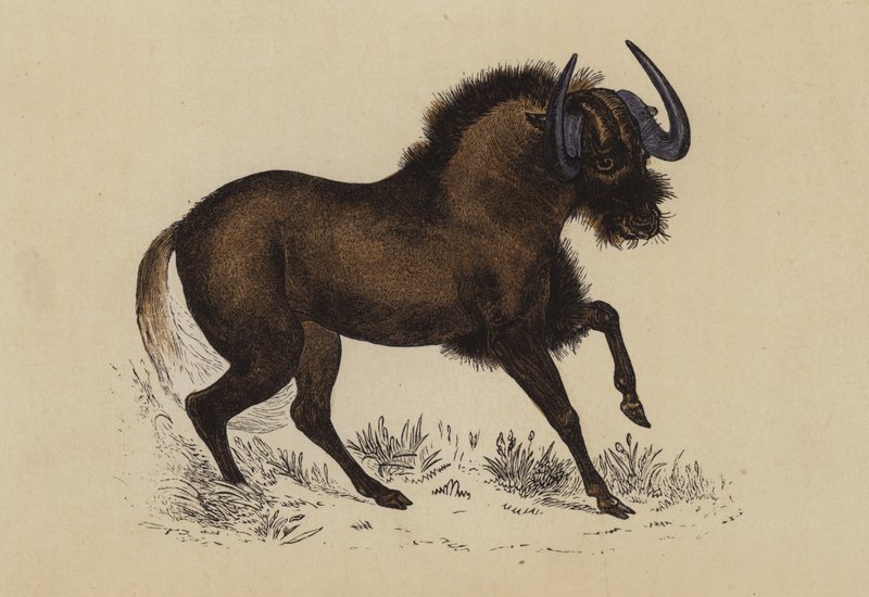 Gnu (färglitografi) av English School