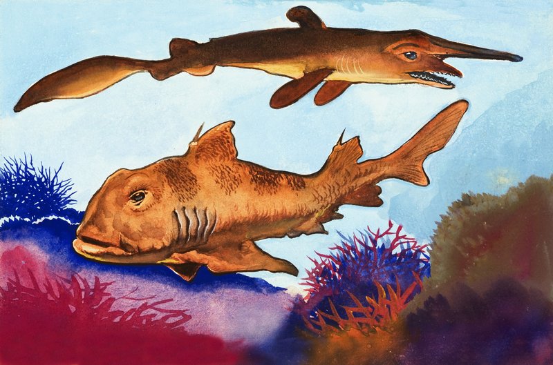 Goblin Shark och Port Jackson Shark av English School