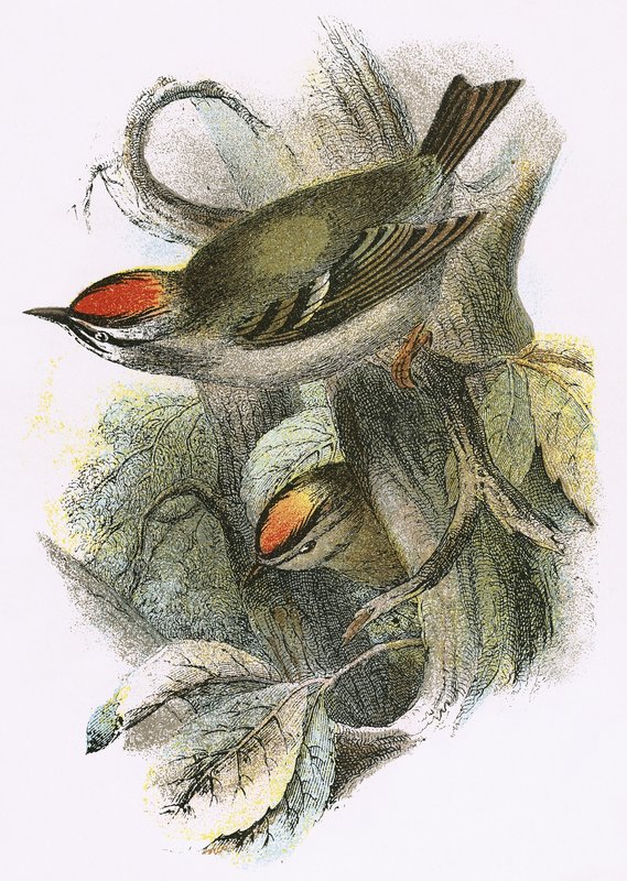 Goldcrest (nederst) och Firecrest (överst) av English School