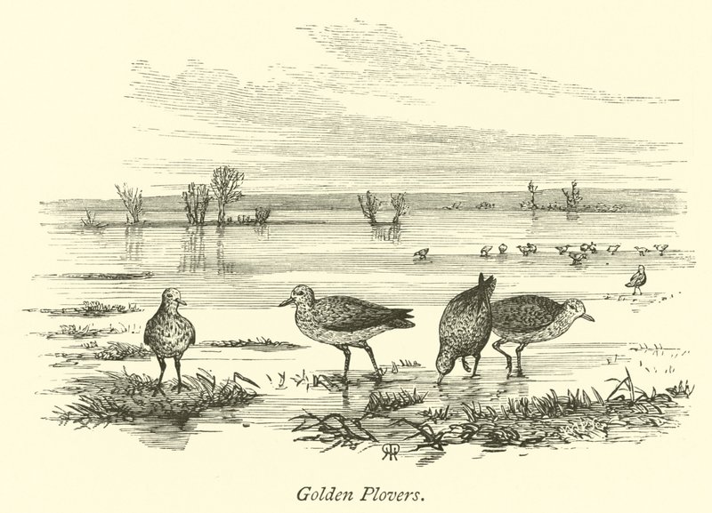 Gyllene plovers av English School