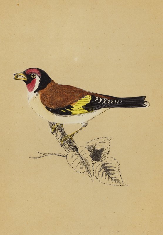 Goldfinch (färg litho) av English School