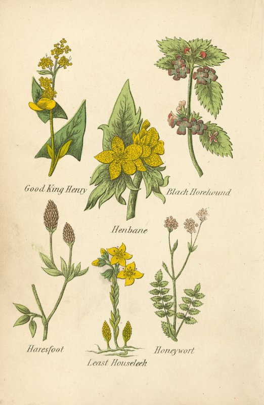 Good King Henry, blåklint, svart trolldruva, harsyra, liten hasselört, honungsört (färglitografi) av English School
