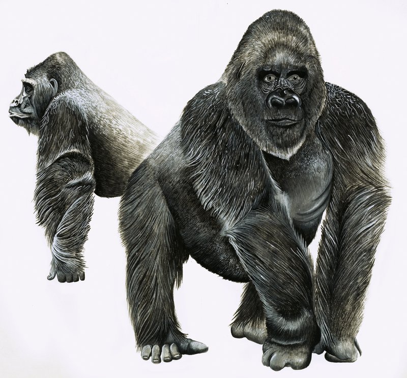 Gorillor av English School