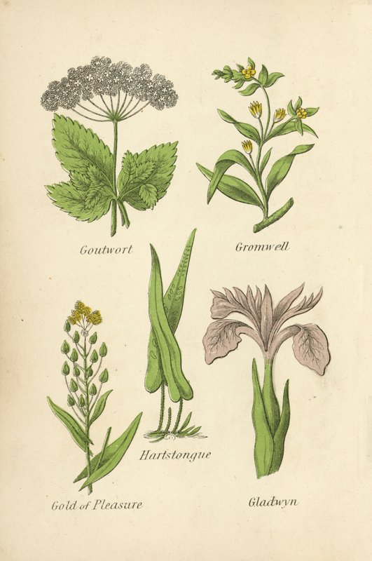 Giktört, Gromwell, Hartstongue, Gold of Pleasure, Gladwyn av English School