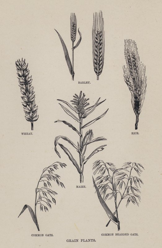Spannmålsodlingar (litho) av English School