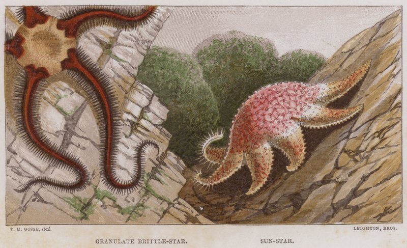 Granulat Brittle-Star, Sun-Star (färg litho) av English School