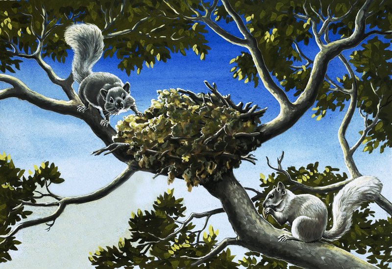 Ua squirrels Grey av English School