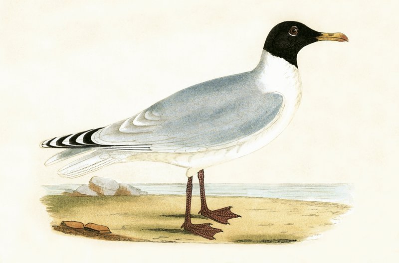 Great Black Headed Gull, illustration från "A History of the Birds of Europe Not Observed in the British Isles" av Charles Robert Bree (1811-86), publicerad 1867 av English School