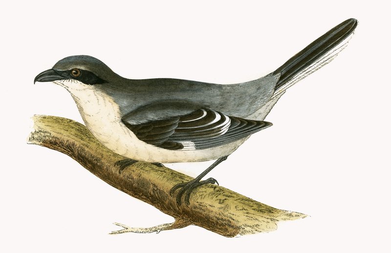 Stor gråspov, illustration från "A History of the Birds of Europe Not Observed in the British Isles" av Charles Robert Bree (1811-86), publicerad 1867. av English School